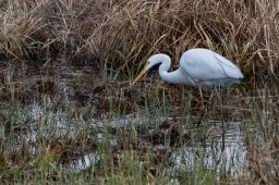 la grande aigrette 